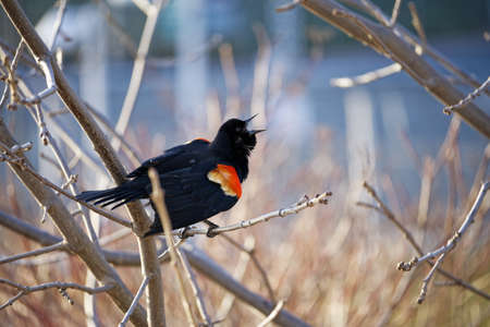 male red winged blackbird singing in early spring