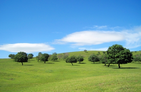 On the plain green treeの写真素材