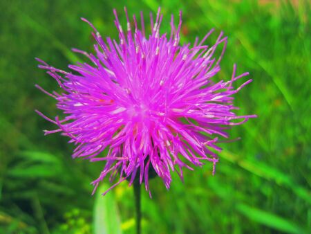 flowerの写真素材