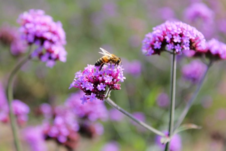 flower and beeの写真素材