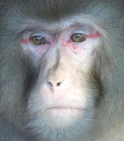 Monkeyの写真素材