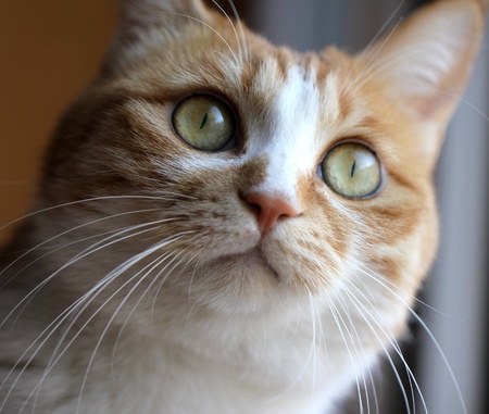 Catの写真素材