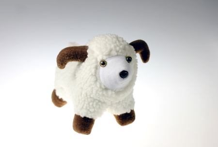 Sheepの写真素材