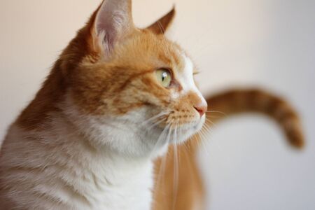 catの写真素材