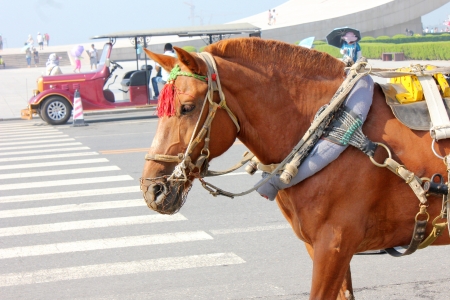 Horse, carriageの写真素材