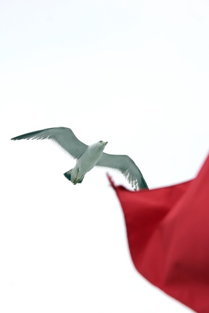 Seagullsの写真素材