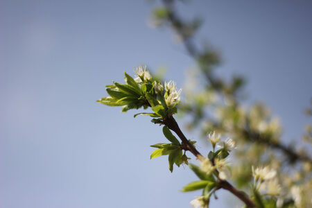 Flowerの写真素材
