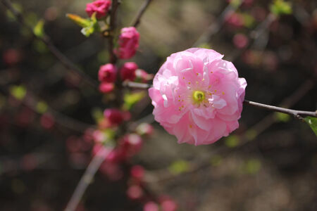 Flowerの写真素材