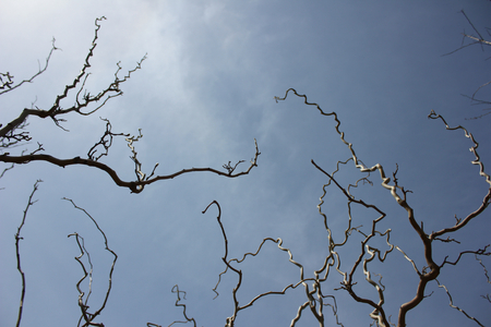 African mulberry, mulberryの写真素材