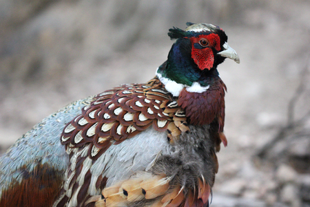 Chicken, poultry, golden