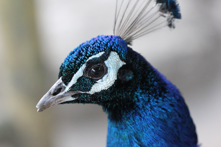 Peacock,galliformesの写真素材