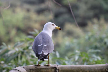 Seagullの写真素材