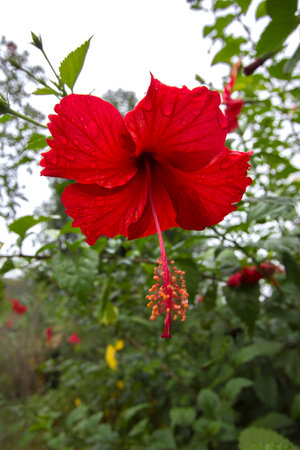 Close-up of a hibiscus flowerの写真素材