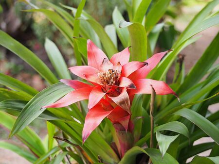 Ginger flower in Thailandの写真素材