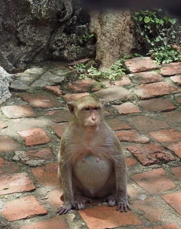 Pregnant monkey in Thailandの写真素材