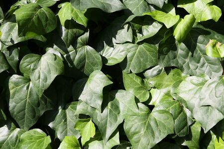 gardening image.wall image.