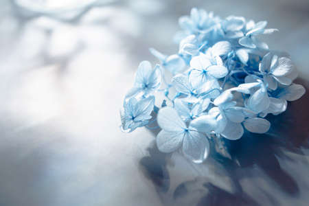 Hydrangea, the Japanese flower. The season of the rainy season and early summer.の写真素材