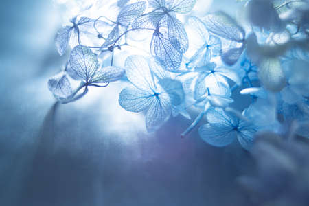 Hydrangea, the Japanese flower. The season of the rainy season and early summer.