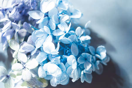 Hydrangea, the Japanese flower. The season of the rainy season and early summer.の写真素材