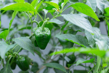 Bell peppers that bear fruit in the home garden. Summer vegetables, green pepper leaves.の写真素材