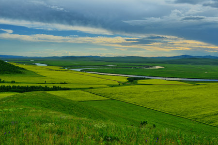 Fertile horizon, canola flower