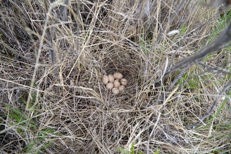 Wild duck eggs in the nestの写真素材