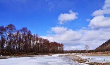 Mangroves under the blue skyの写真素材
