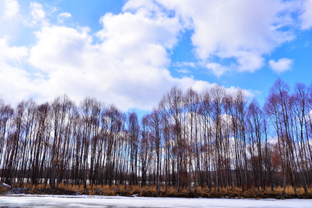 Mangroves under the blue skyの写真素材