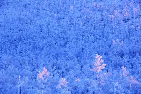 Snow, rimeの写真素材