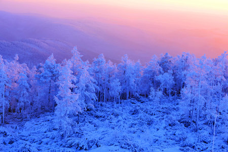 Snow, rime, Raysの写真素材