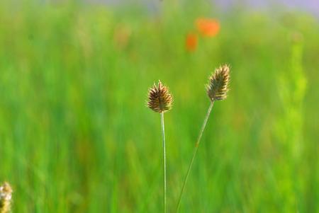Setaria viridisの写真素材