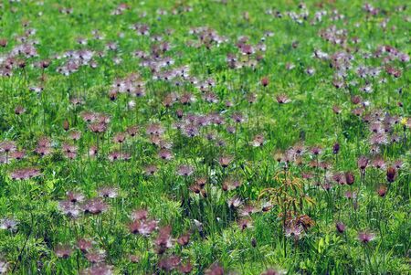 Pulsatilla