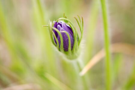 Purple Pulsatilla bud