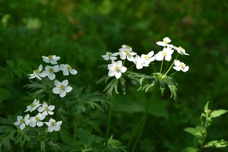Anemone cathayensisの写真素材