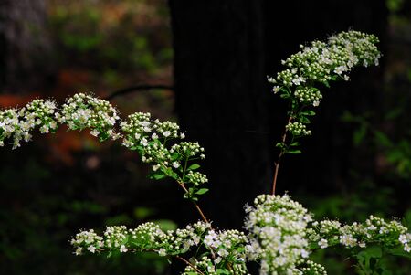 Spiraea japonica