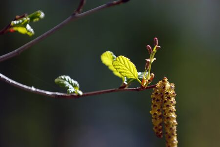 Birch trees flowerの写真素材