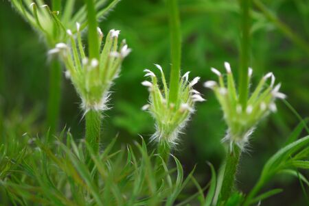 Plant nodules