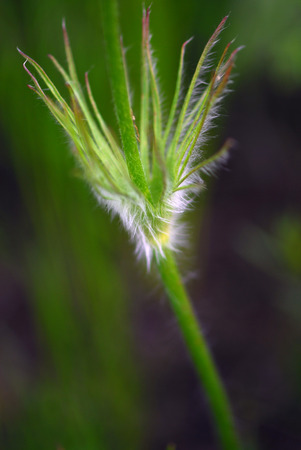 Plant nodulesの写真素材
