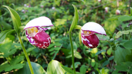 Cypripedium calceolusの写真素材