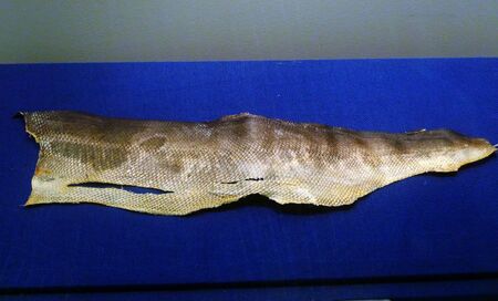 fish Skinのeditorial素材