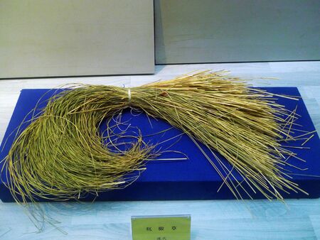 Carex meyeriana grassのeditorial素材