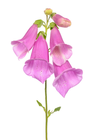 Digitalis purpurea, foxglove flower isolated on white backgroundの写真素材