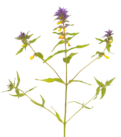 Melampyrum nemorosum flower isolated on white backgroundの写真素材