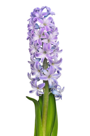 Hyacinth flower isolated on a white backgroundの写真素材