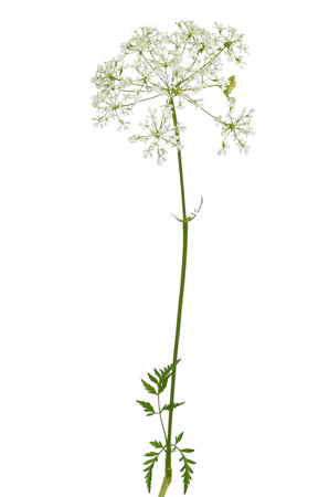Anthriscus sylvestris, cow parsley flowers isolated on white backgroundの写真素材