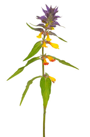 Melampyrum nemorosum flower isolated on white backgroundの写真素材