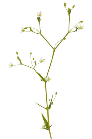 Stellaria graminea, common starwort flower isolated on white backgroundの写真素材