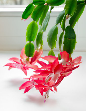 Christmas cactus (Schlumbergera) on the window, focus on flower in frontの写真素材