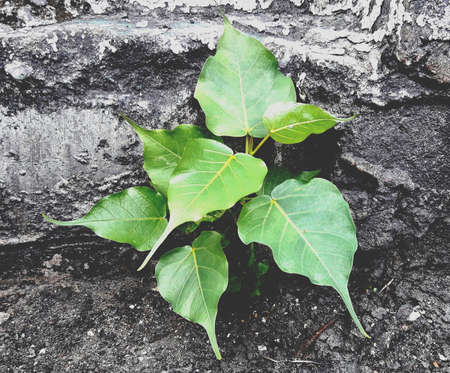 Bhodhi Tree on cement floor.の素材