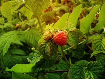 raspberry cane at sunsetの写真素材